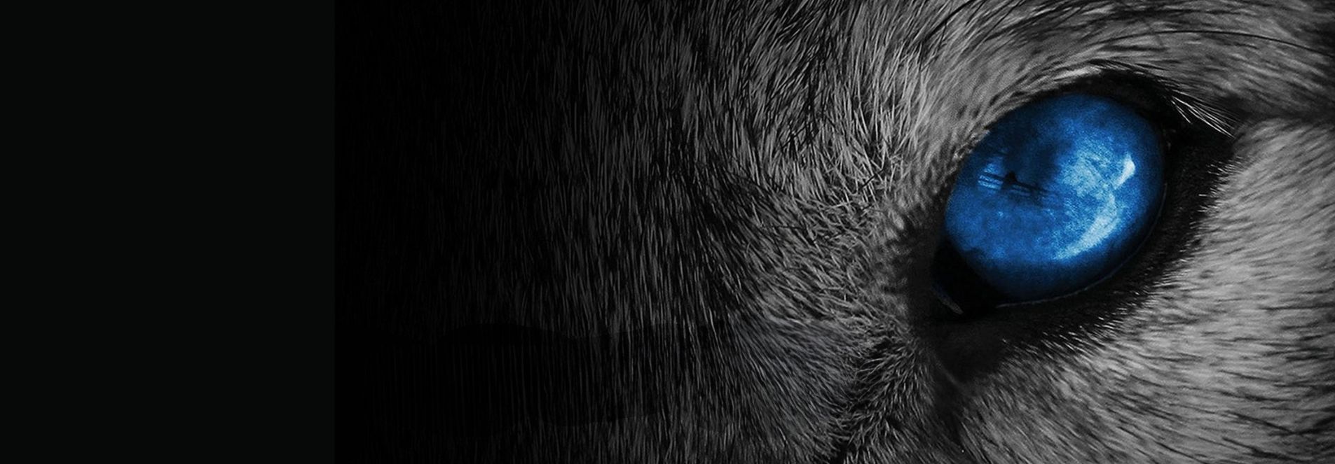 Close up of a wolf's eye, it's bright blue, the rest of he image fades into black.