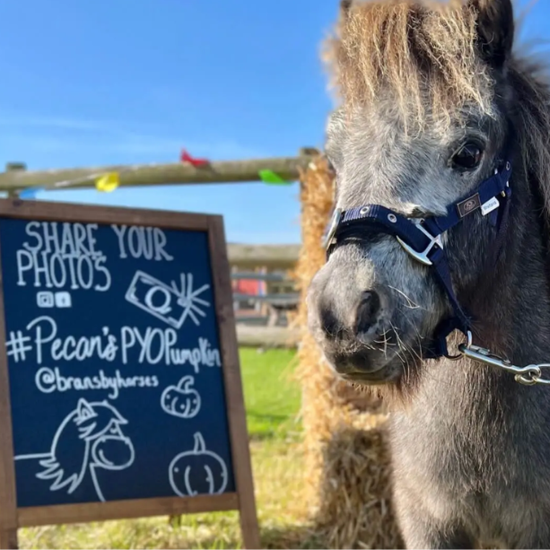 A image of a pony standing in front of a chalkboard sign outside.