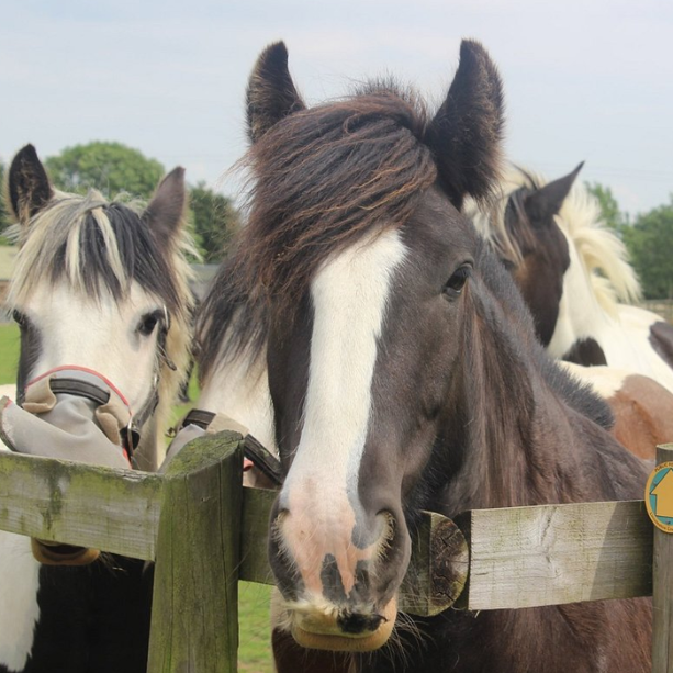A group of horses stood at a fence.