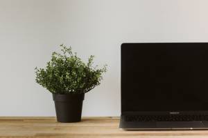 Laptop and plant
